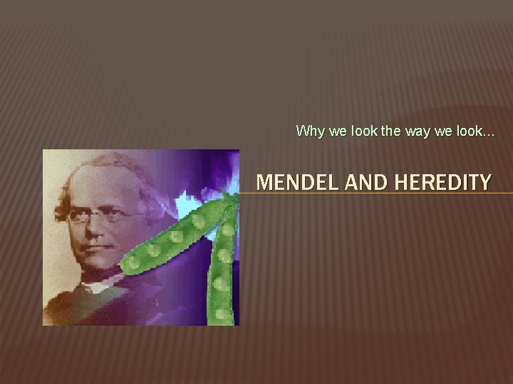 Why we look the way we look. . . MENDEL AND HEREDITY 