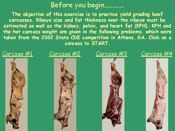 Before you begin…………. The objective of this exercise is to practice yield grading beef