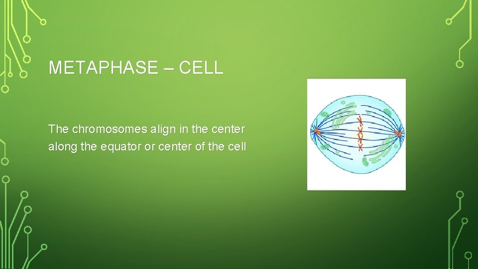 METAPHASE – CELL The chromosomes align in the center along the equator or center