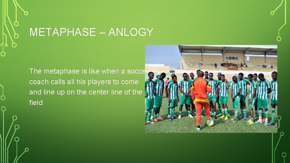 METAPHASE – ANLOGY The metaphase is like when a soccer coach calls all his