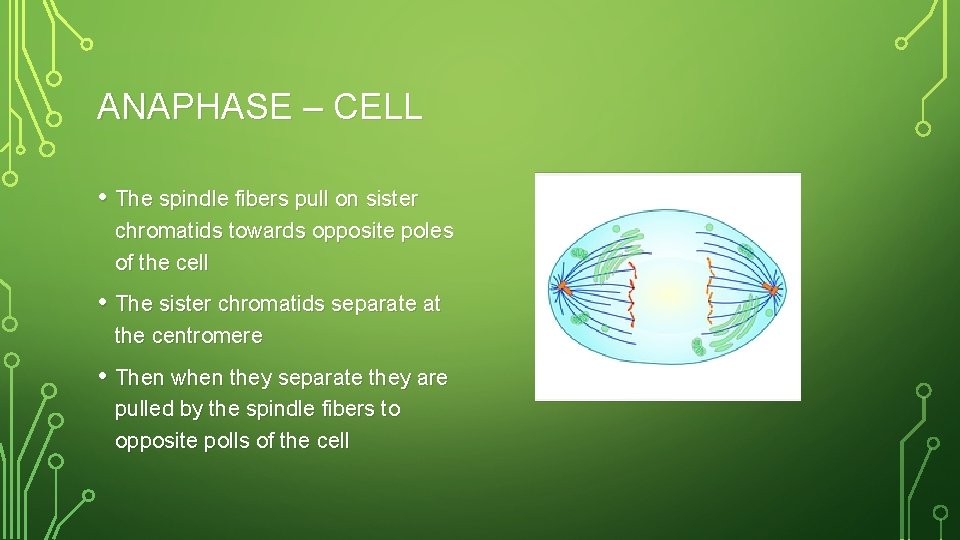 ANAPHASE – CELL • The spindle fibers pull on sister chromatids towards opposite poles