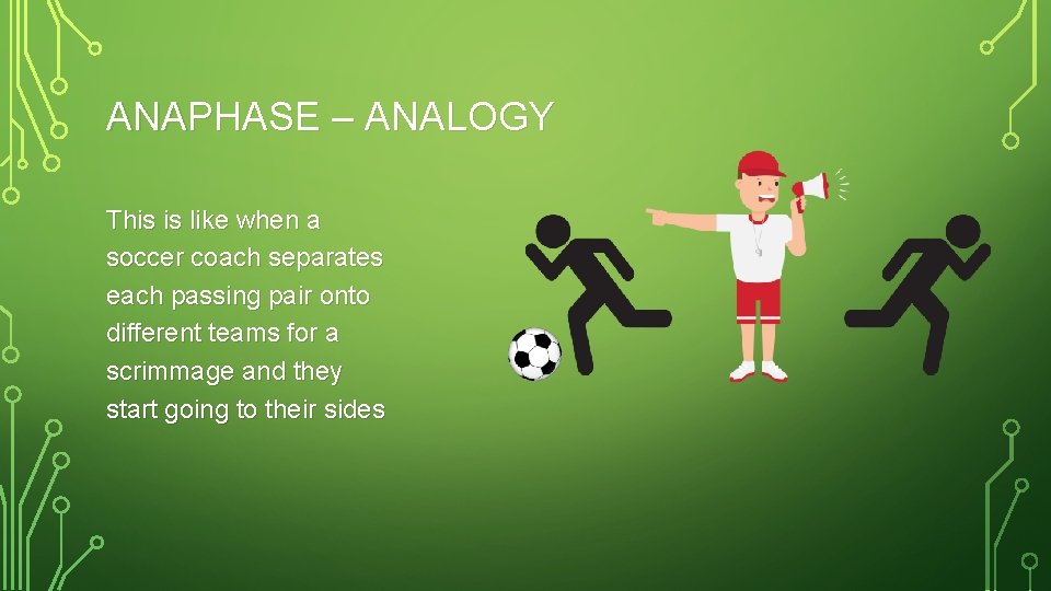 ANAPHASE – ANALOGY This is like when a soccer coach separates each passing pair