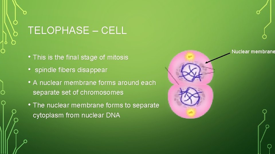 TELOPHASE – CELL • This is the final stage of mitosis • spindle fibers