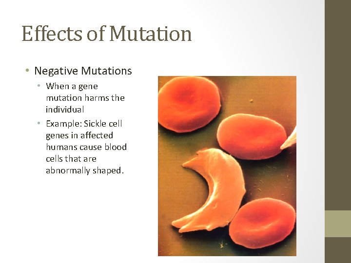 Effects of Mutation • Negative Mutations • When a gene mutation harms the individual
