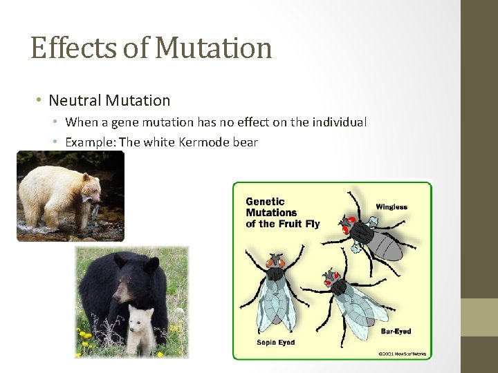 Effects of Mutation • Neutral Mutation • When a gene mutation has no effect