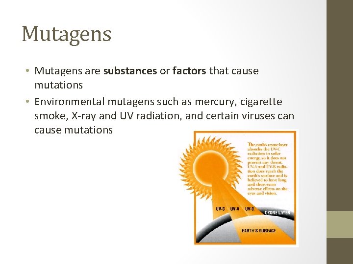 Mutagens • Mutagens are substances or factors that cause mutations • Environmental mutagens such