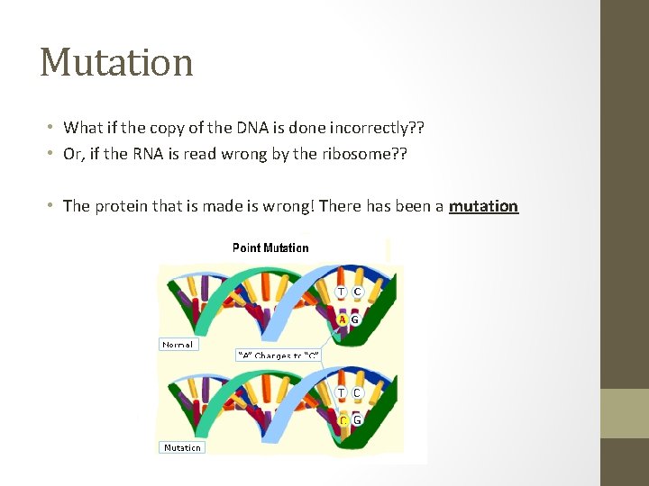 Mutation • What if the copy of the DNA is done incorrectly? ? •
