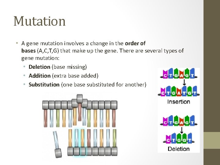 Mutation • A gene mutation involves a change in the order of bases (A,