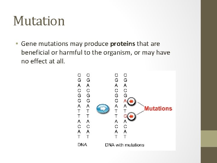 Mutation • Gene mutations may produce proteins that are beneficial or harmful to the