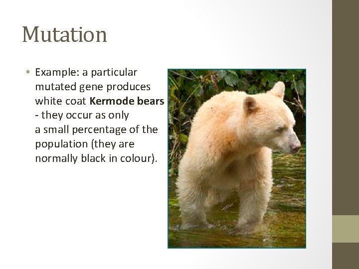 Mutation • Example: a particular mutated gene produces white coat Kermode bears - they