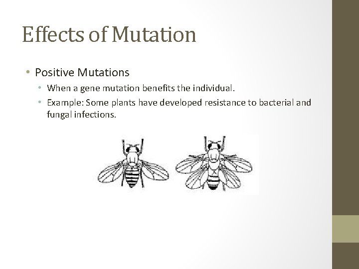 Effects of Mutation • Positive Mutations • When a gene mutation benefits the individual.