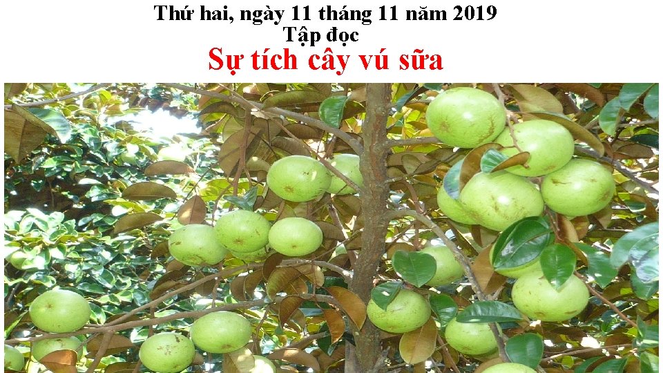 Thứ hai, ngày 11 tháng 11 năm 2019 Tập đọc Sự tích cây vú