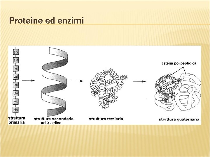 Proteine ed enzimi 