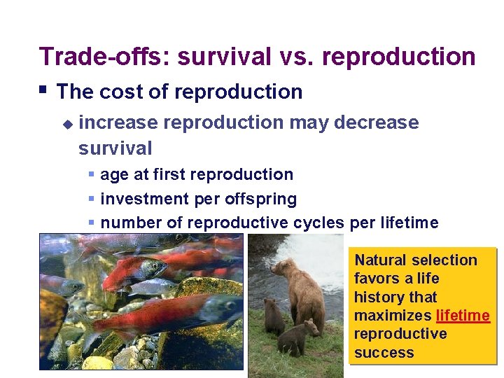 Trade-offs: survival vs. reproduction § The cost of reproduction u increase reproduction may decrease