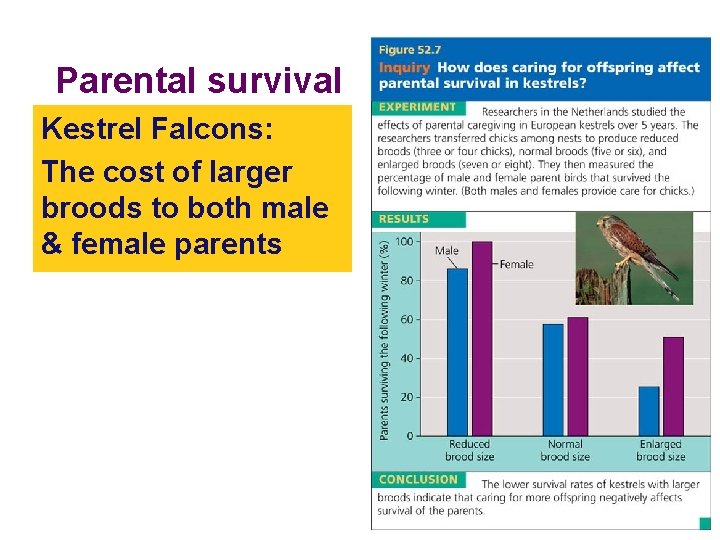 Parental survival Kestrel Falcons: The cost of larger broods to both male & female