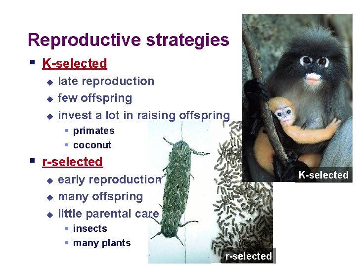 Reproductive strategies § K-selected u u u late reproduction few offspring invest a lot