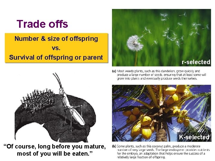 Trade offs Number & size of offspring vs. Survival of offspring or parent r-selected