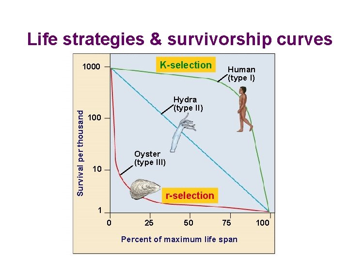 Life strategies & survivorship curves K-selection Survival per thousand 1000 Human (type I) Hydra