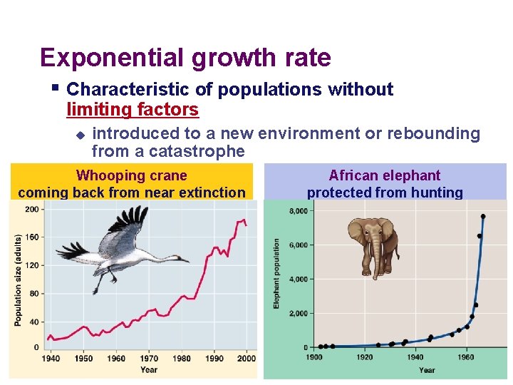 Exponential growth rate § Characteristic of populations without limiting factors u introduced to a