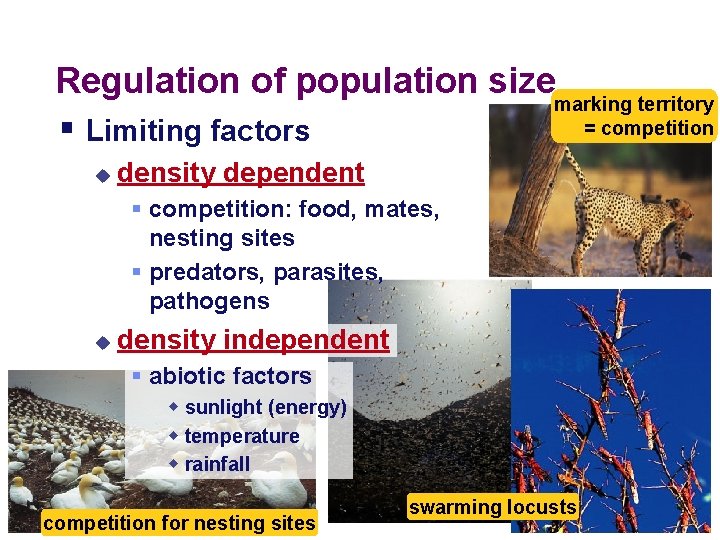 Regulation of population size marking territory = competition § Limiting factors u density dependent