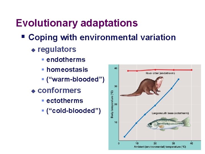 Evolutionary adaptations § Coping with environmental variation u regulators § endotherms § homeostasis §