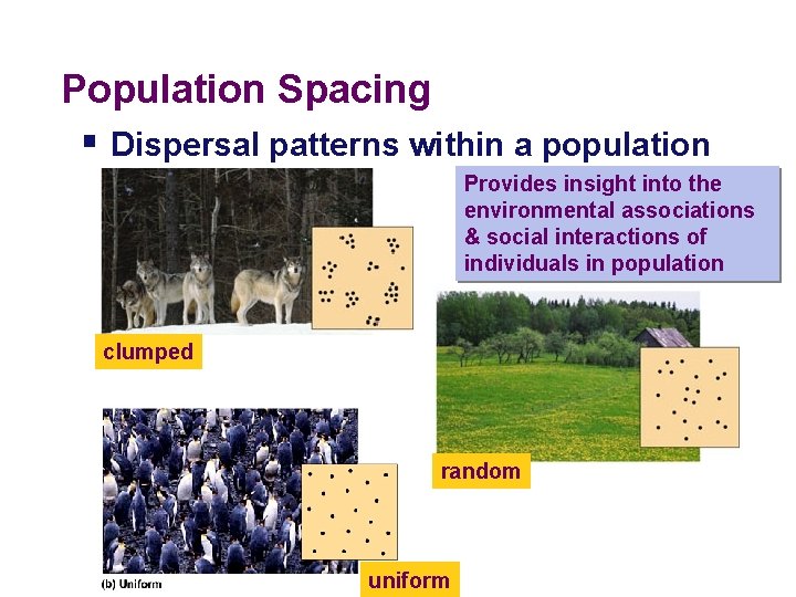 Population Spacing § Dispersal patterns within a population Provides insight into the environmental associations