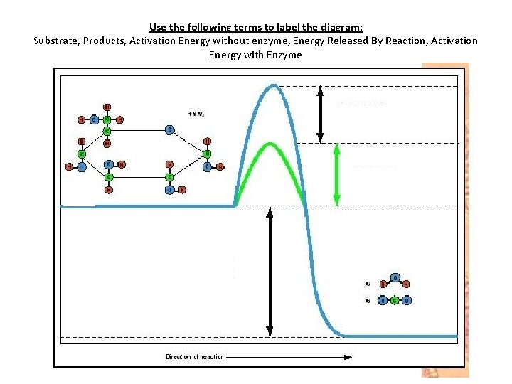 Use the following terms to label the diagram: Substrate, Products, Activation Energy without enzyme,