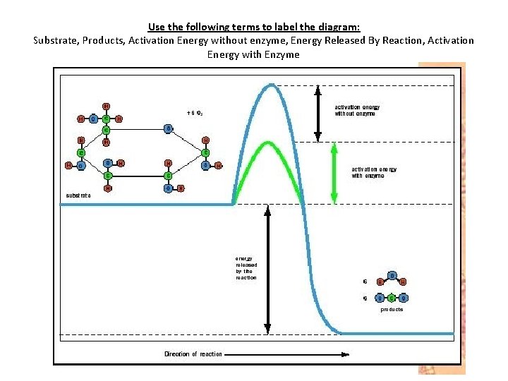 Use the following terms to label the diagram: Substrate, Products, Activation Energy without enzyme,