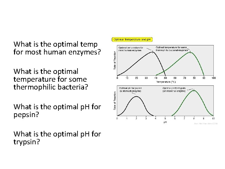 What is the optimal temp for most human enzymes? What is the optimal temperature