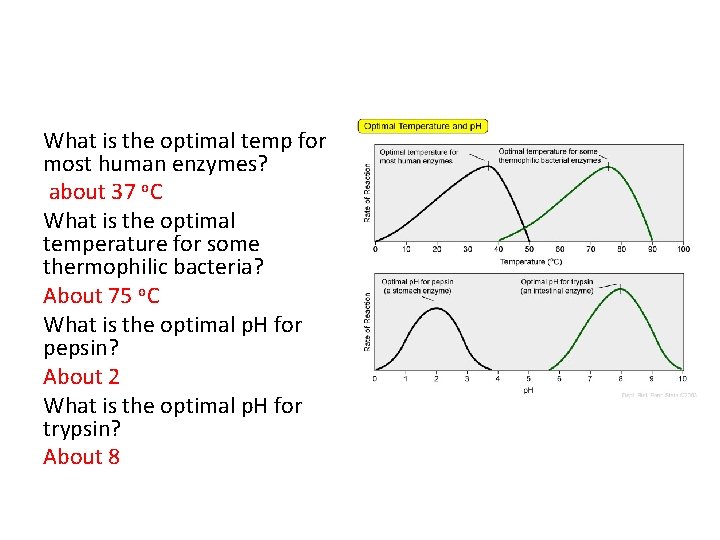 What is the optimal temp for most human enzymes? about 37 o. C What