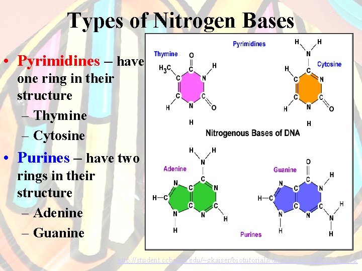 Types of Nitrogen Bases • Pyrimidines – have one ring in their structure –