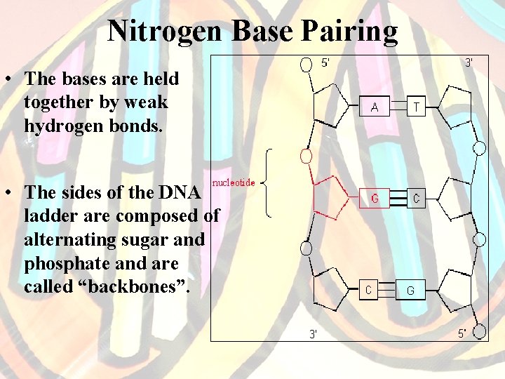 Nitrogen Base Pairing • The bases are held together by weak hydrogen bonds. •