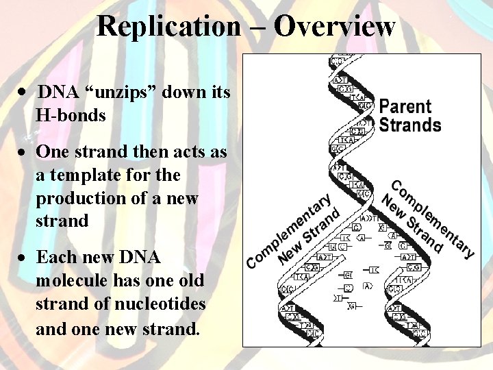 Replication – Overview · DNA “unzips” down its H-bonds · One strand then acts