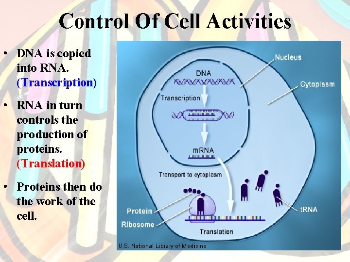 Control Of Cell Activities • DNA is copied into RNA. (Transcription) • RNA in