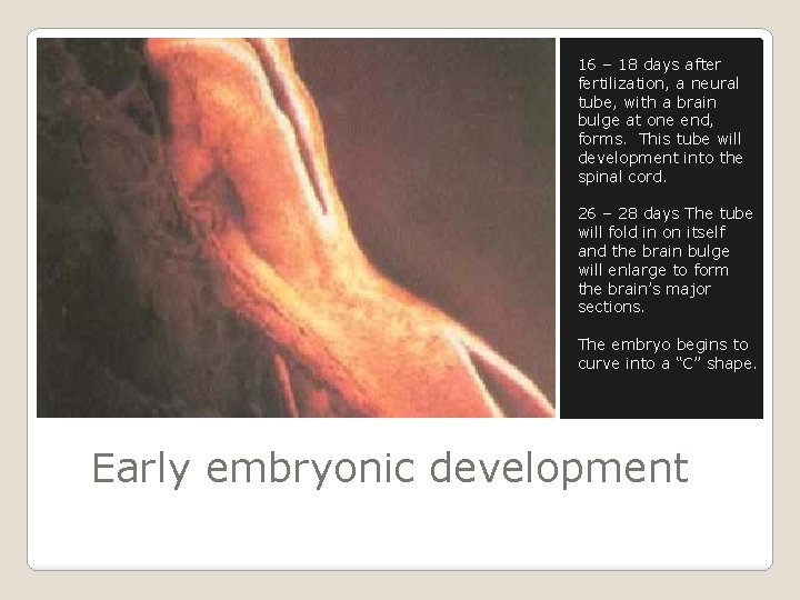 16 – 18 days after fertilization, a neural tube, with a brain bulge at