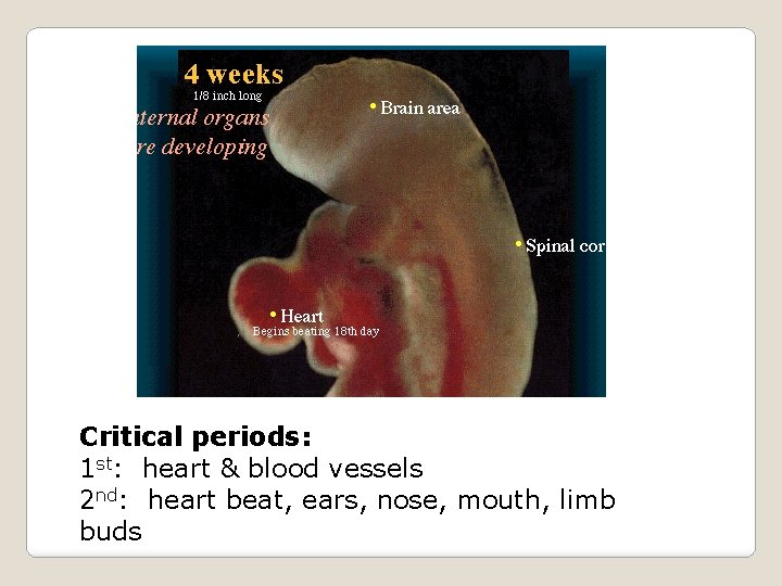 Critical periods: 1 st: heart & blood vessels 2 nd: heart beat, ears, nose,