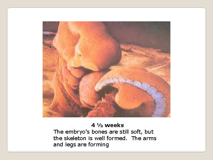 4 ½ weeks The embryo’s bones are still soft, but the skeleton is well