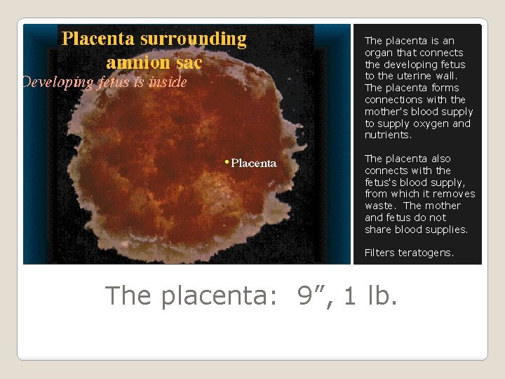The placenta is an organ that connects the developing fetus to the uterine wall.