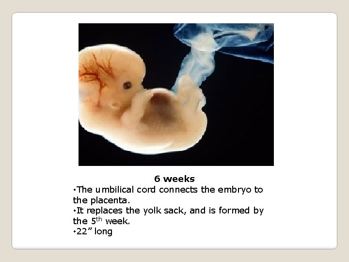 6 weeks • The umbilical cord connects the embryo to the placenta. • It