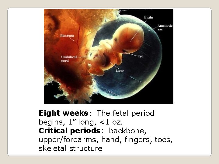 Eight weeks: The fetal period begins, 1” long, <1 oz. Critical periods: backbone, upper/forearms,