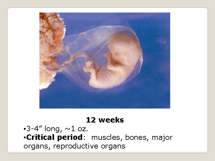 12 weeks • 3 -4” long, ~1 oz. • Critical period: muscles, bones, major