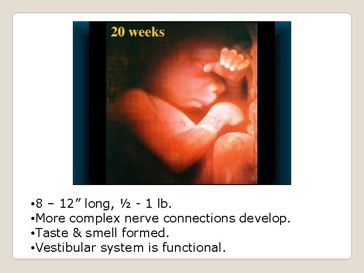  • 8 – 12” long, ½ - 1 lb. • More complex nerve