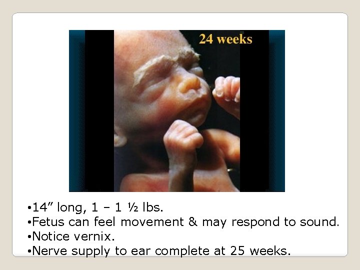  • 14” long, 1 – 1 ½ lbs. • Fetus can feel movement
