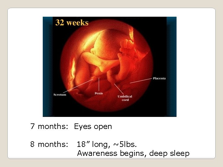 7 months: Eyes open 8 months: 18” long, ~5 lbs. Awareness begins, deep sleep