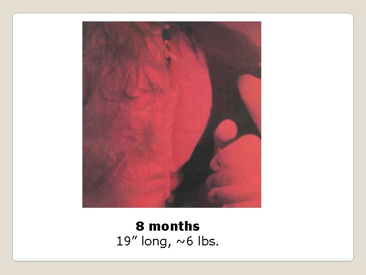 8 months 19” long, ~6 lbs. 