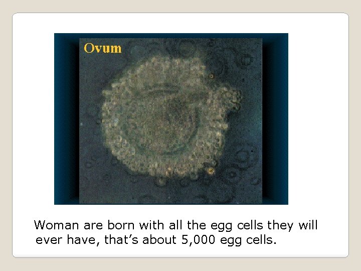 Woman are born with all the egg cells they will ever have, that’s about
