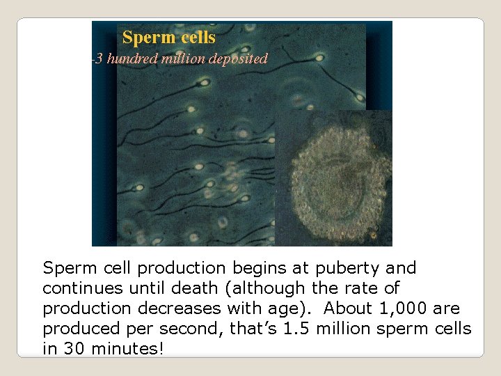 Sperm cell production begins at puberty and continues until death (although the rate of