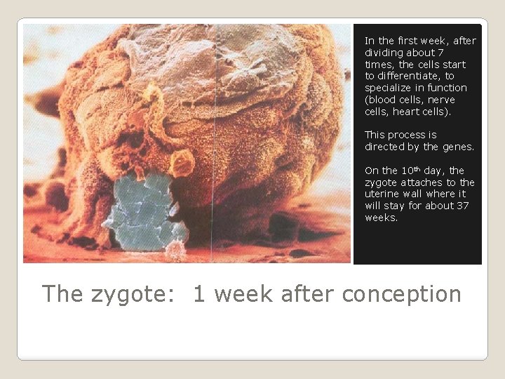 In the first week, after dividing about 7 times, the cells start to differentiate,