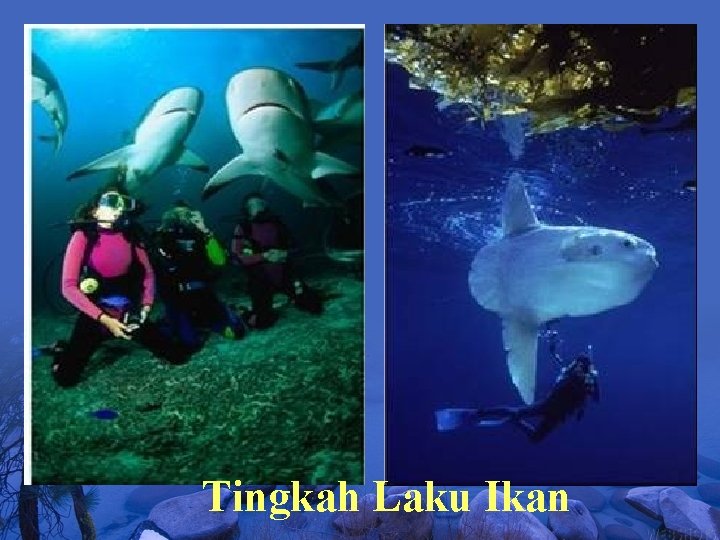 Tingkah Laku Ikan 