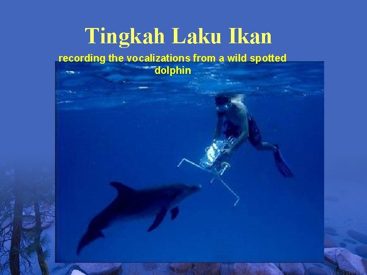 Tingkah Laku Ikan recording the vocalizations from a wild spotted dolphin 